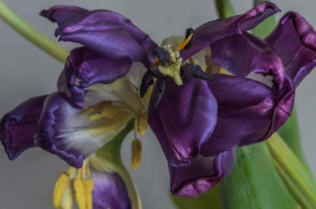 Withered tulip flowers with fallen petalsの写真素材