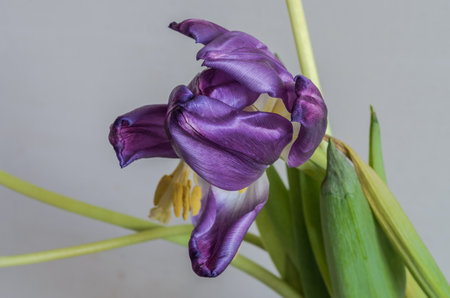 Withered tulip flowers with fallen petalsの写真素材