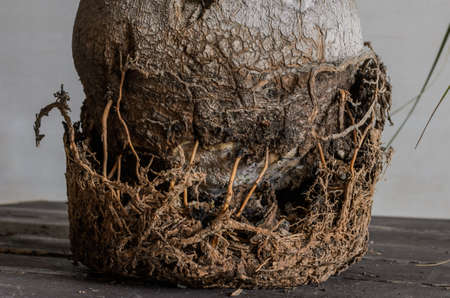 diseased roots of a room palm tree