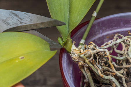 A gardener cuts with scissors a withered leaf of a potted home orchidの写真素材