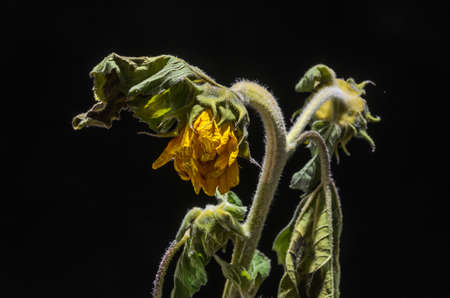 Withered withered sunflower flower isolated on black backgroundの写真素材