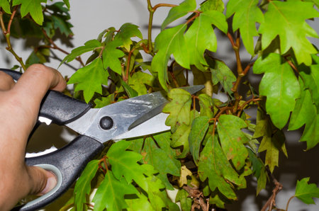 Gardener cuts withered leaves on a house plant with scissors