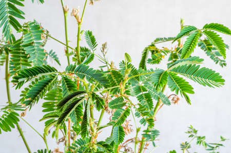 Leaves of home plant flower Mimosa pudica