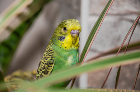 A small green budgerigar sits on a house plant