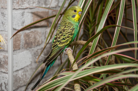 A small green budgerigar sits on a house plantの写真素材