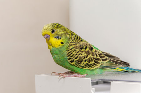 Adorable little green wavy parrotの写真素材