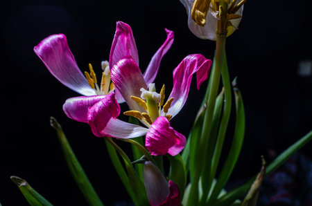 Withered flowers tulips isolated on black backgroundの写真素材
