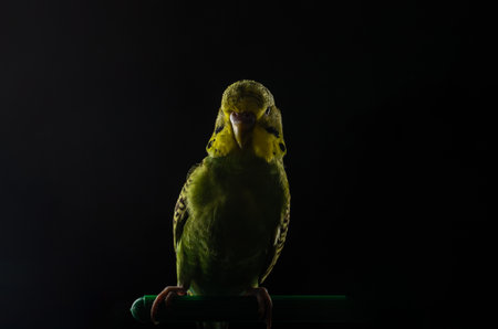Small green budgerigar sits on a perch isolated on a black background