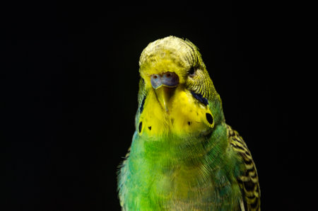 Small green budgerigar sits on a perch isolated on a black background