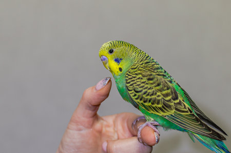 A young green wavy parrot sits on a hand, a human finger