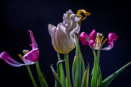 Withered flowers tulips isolated on black backgroundの写真素材
