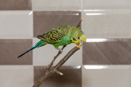 A young green wavy parrot sits on a branch in an apartment