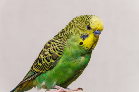 Small green budgie isolated on light backgroundの写真素材