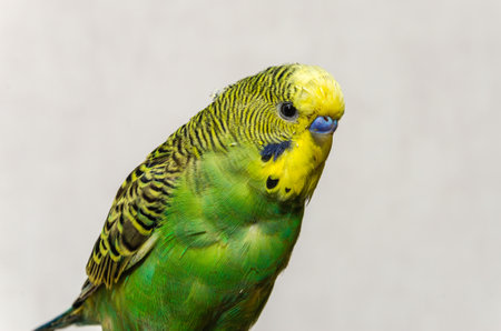 Adorable little green wavy parrotの写真素材