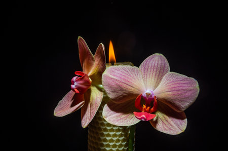 Candle with orchid flowers burns isolated on black backgroundの写真素材