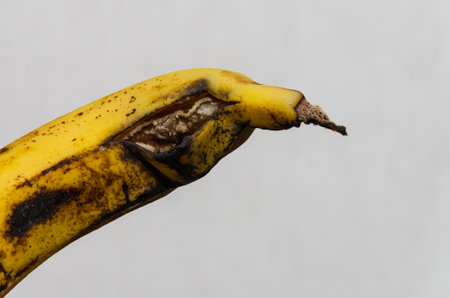 Spoiled rotten banana with black spotsの写真素材