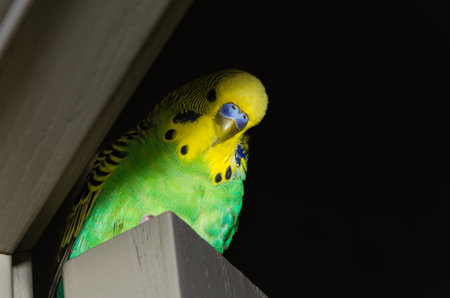 Portrait of a small charming green budgieの写真素材