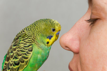 Young green budgie kisses the nose of a young womanの写真素材