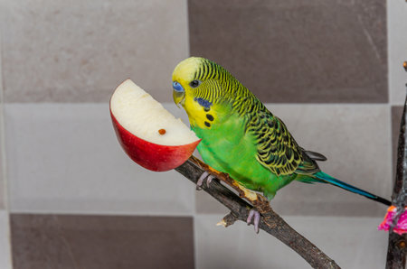 Cute green budgerigar eating an apple while sitting on a branchの写真素材