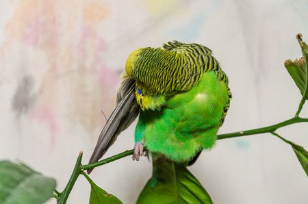 A cute green budgerigar sits on a house plant and cleans its feathersの写真素材