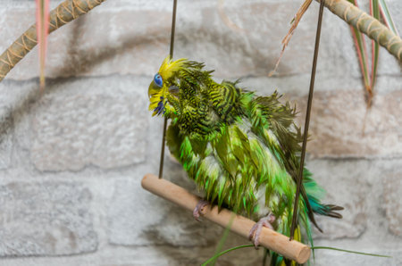 Green budgerigar with wet feathers after swimming in waterの写真素材