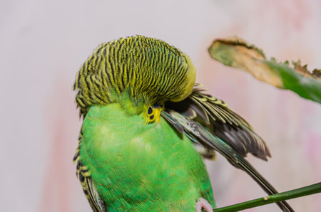 A cute green budgerigar sits on a house plant and cleans its feathersの写真素材
