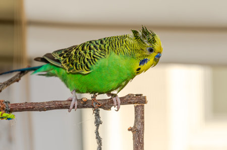 Green budgerigar with wet feathers after swimming in waterの写真素材
