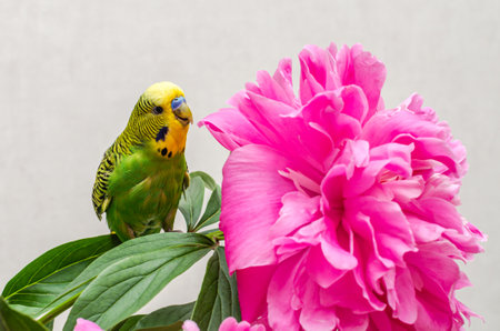 Budgie in a bouquet of blooming peonies flowersの写真素材