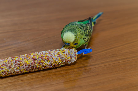 Adorable green budgerigar eats grain on a vitamin stickの写真素材