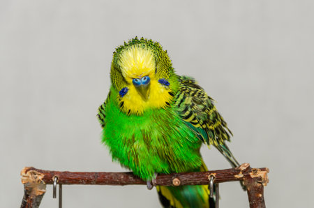 Green budgerigar with wet feathers after swimming in waterの写真素材