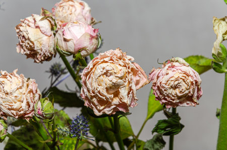 Withered bouquet of different flowersの写真素材