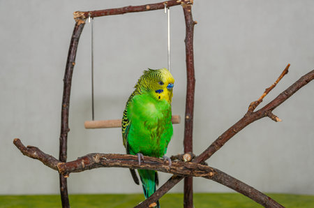 Green budgie with wet feathers after swimming in waterの写真素材