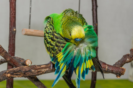 Cute green budgie sits on a house plant and cleans its feathers