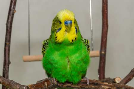 Cute green budgie in the apartmentの写真素材