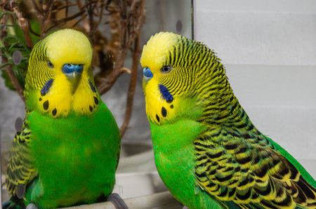 Green budgie looks at its reflection in the mirrorの写真素材