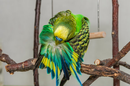 Cute green budgie sits on a house plant and cleans its feathersの写真素材