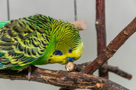 A cute green budgie sits on a house plant and cleans its feathers