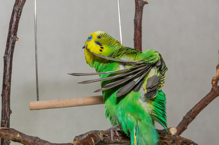 A cute green budgie sits on a house plant and cleans its feathersの写真素材