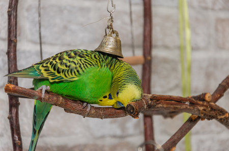 Green budgie playing with a bellの写真素材