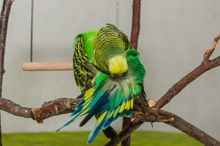 Cute green budgie sits on a house plant and cleans its feathersの写真素材
