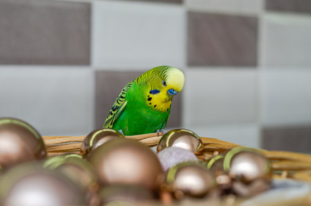 Adorable green budgie sitting on a basket with Christmas toys
