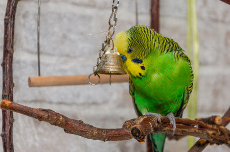 Green budgie playing with a bell