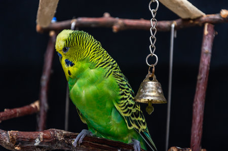 Green budgerigar on a branch with a bell in the backgroundの写真素材