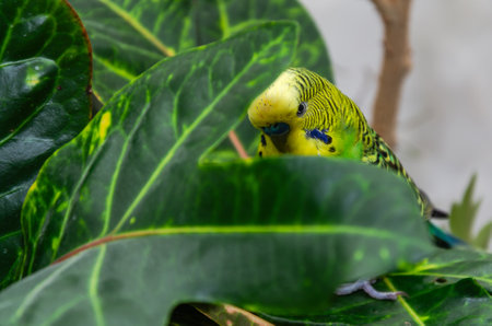 Green budgie among tropical plantsの写真素材