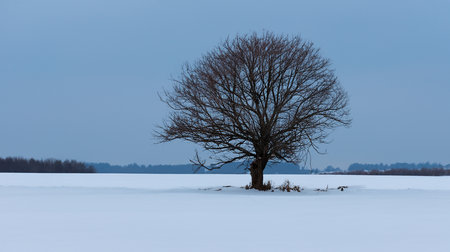 Lonely tree in the field in winter. Beautiful winter landscape.の素材
