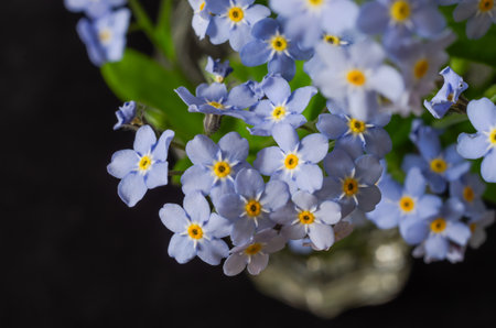 Adorable small blooming spring flowersの写真素材