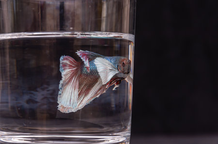 Siamese fighting fish in a glass of water on black backgroundの写真素材