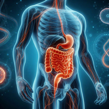 Human digestive system. 3D illustration. Anatomy of the digestive system.の素材