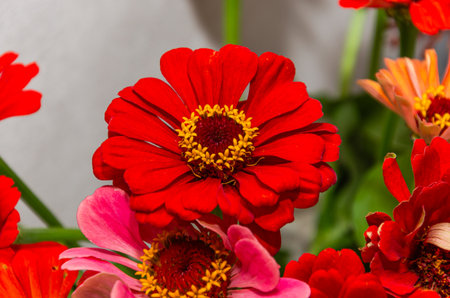 Zinnia elegans, red and pink zinnia flowers