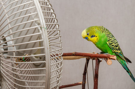 Green budgerigar parrot sitting on a branch in a cage